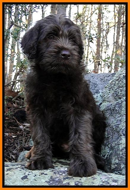 TH pups 8 wks old 5