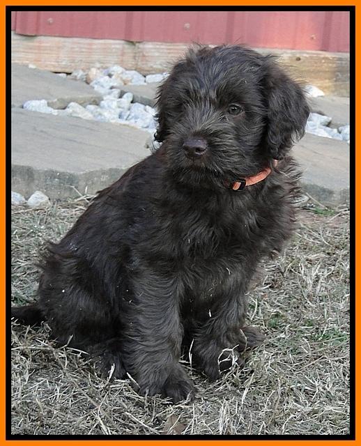 TH pups 8 wks old 83