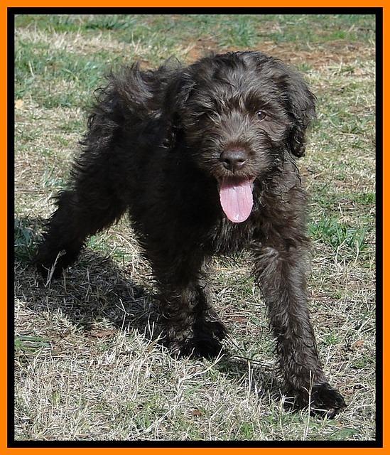 TH pups 9 wks old 13