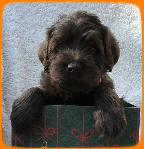 Th pups 5 wks old ab 16