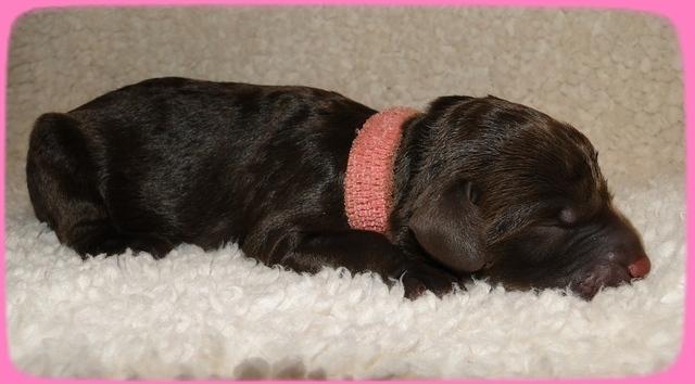 TH pups 1 day old 1