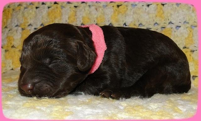 TH pups 1 wk old 3