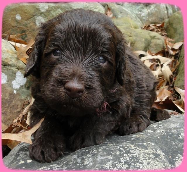 TH pups 3 wks old 4