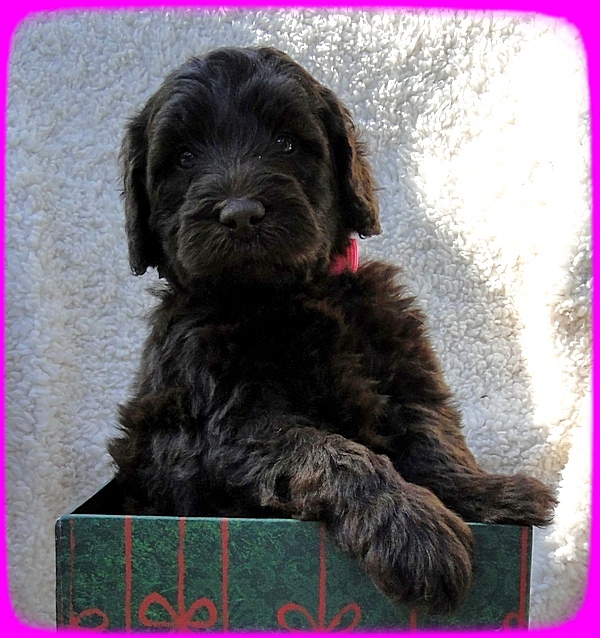 TH pups 5 wks old ab 20