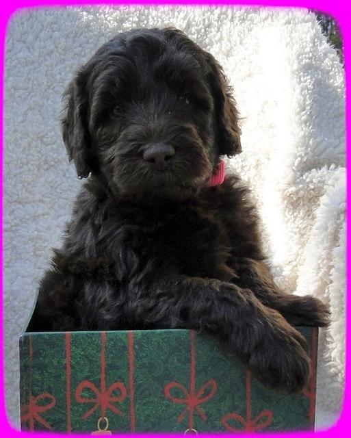 TH pups 5 wks old ab 21