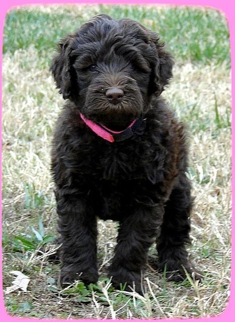 TH pups 5.5 wks old 13