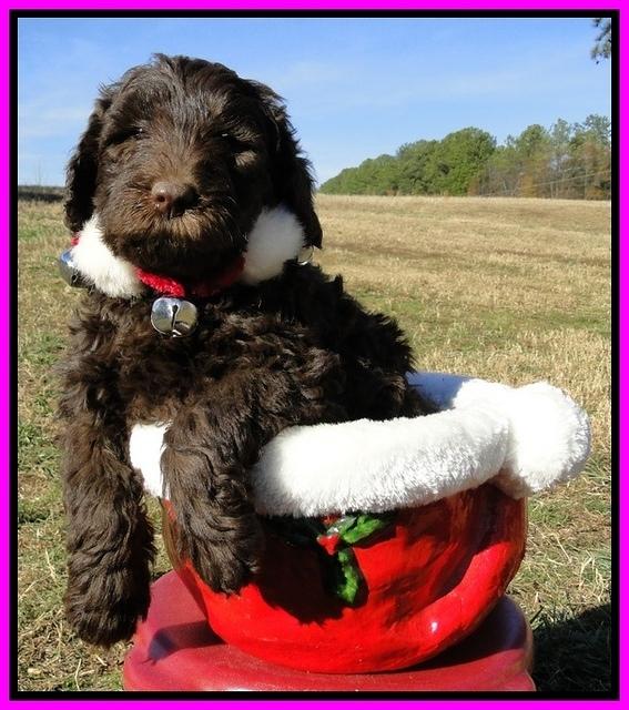 TH pups 6.5 wks old 6