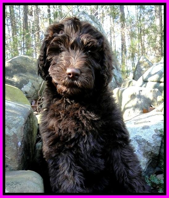 TH pups 8 wks old 100