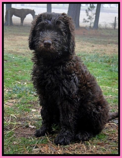 TH pups 9 wks old 1