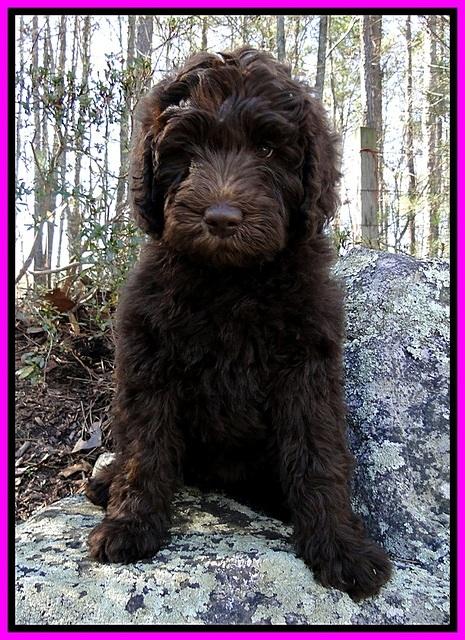 Th pups 8 wks old 98