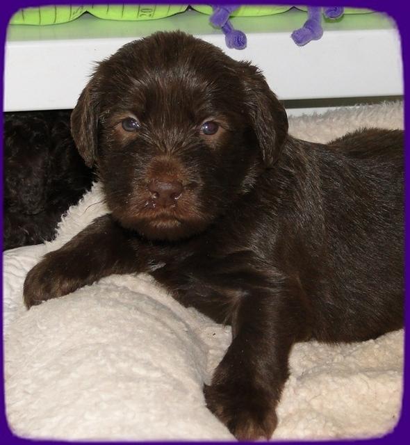 TH pups 3 wks old 56