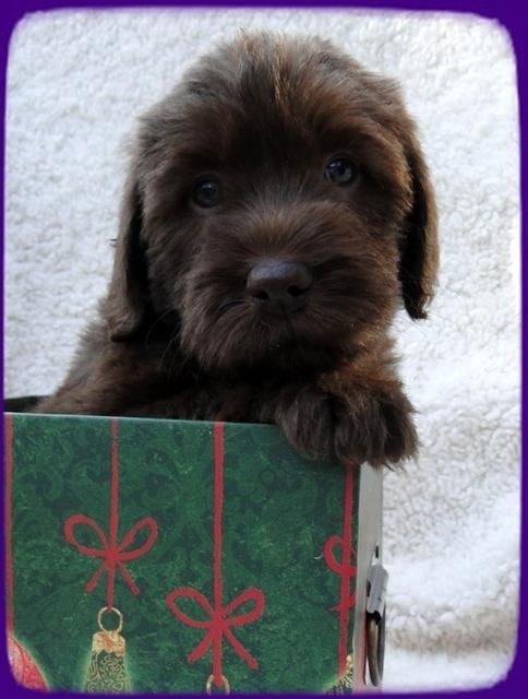 TH pups 5 wks old ab 3