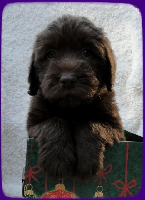 TH pups 5 wks old ab 4