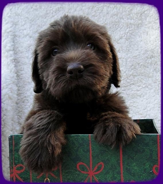 TH pups 5 wks old ab 5