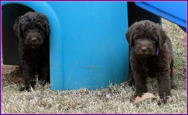 TH pups 5.5 wks old 3