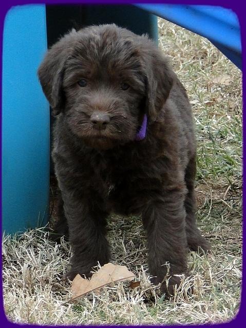 TH pups 5.5 wks old 4