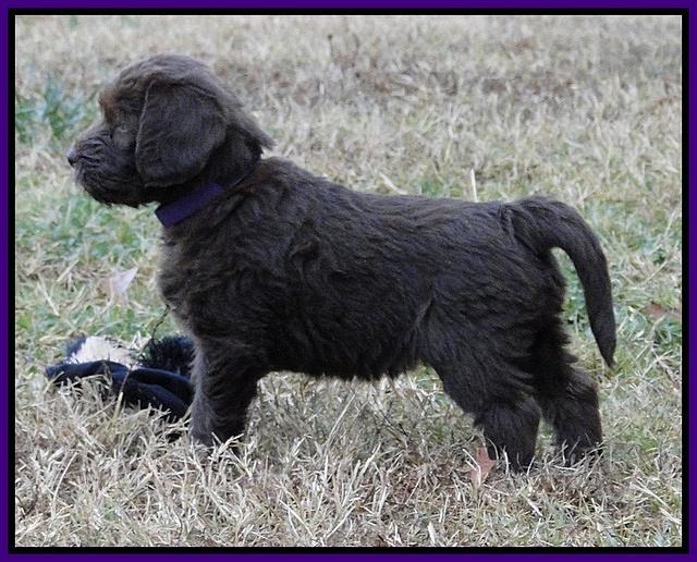 TH pups 5.5 wks old 65