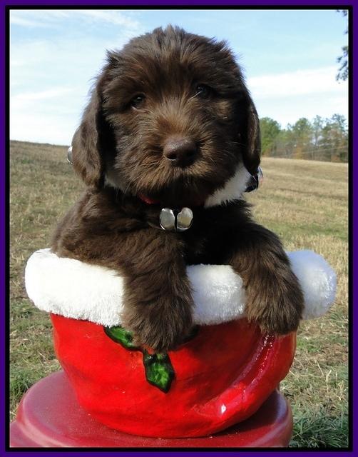 TH pups 6.5 wks old 21