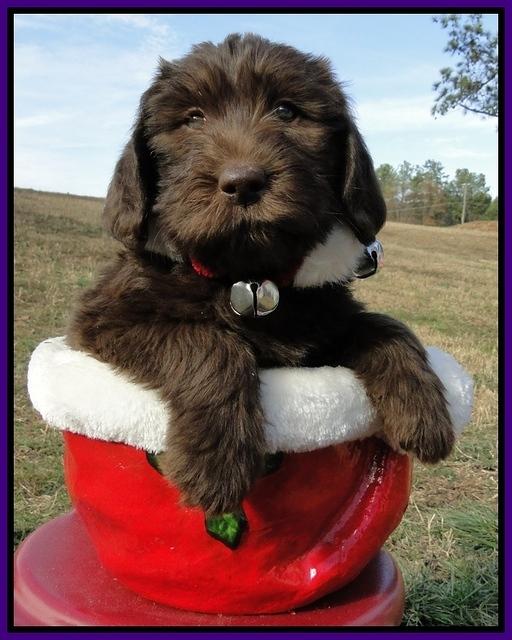 TH pups 6.5 wks old 22