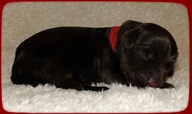 TH pups 1 day old 19
