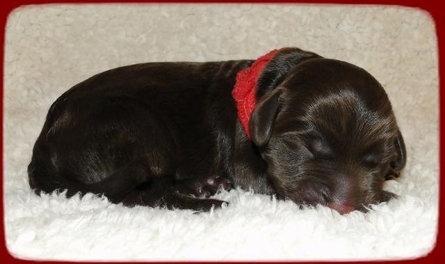 TH pups 1 day old 20