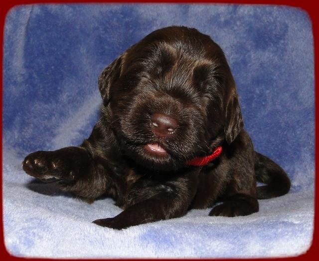 TH pups 2 wks old 19