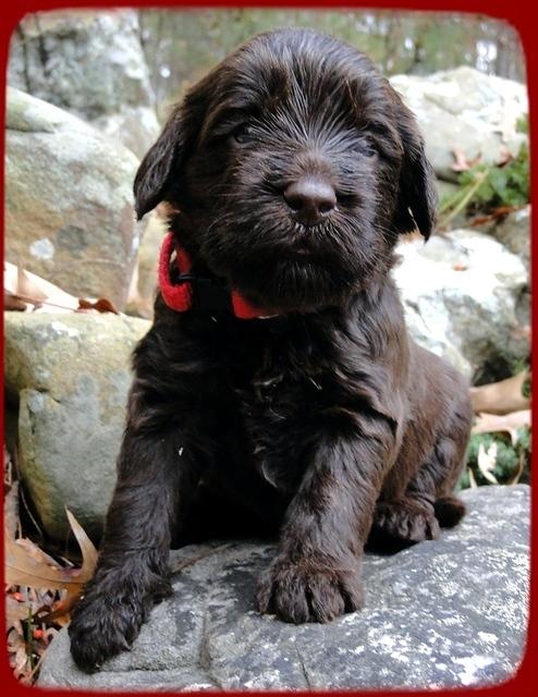 TH pups 3 wks old 18