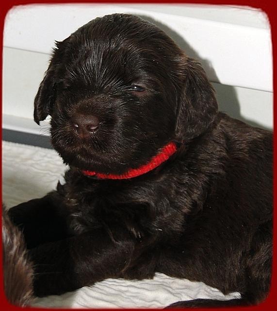 TH pups 3 wks old 57