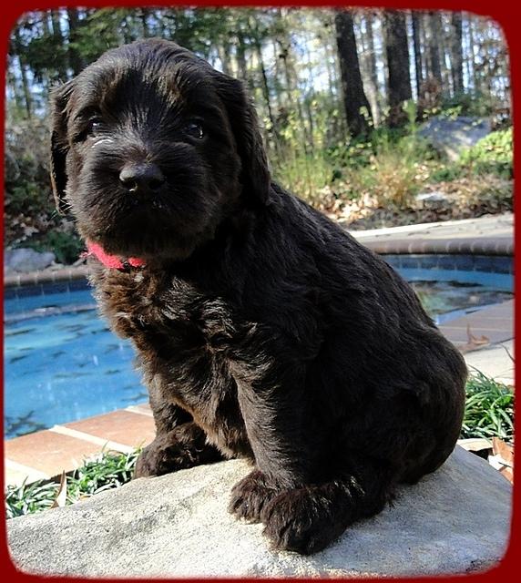 TH pups 4 wks old 23