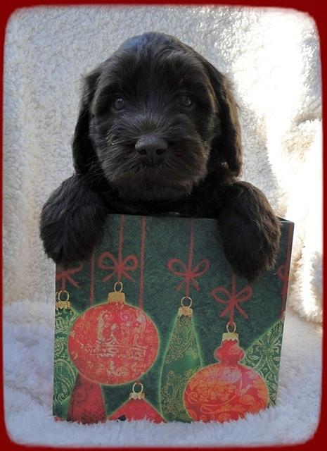 TH pups 5 wks old ab 23
