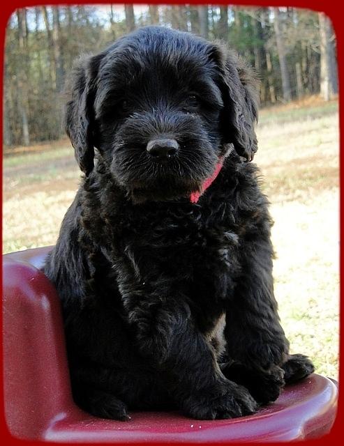 TH pups 5.5 wks old 22