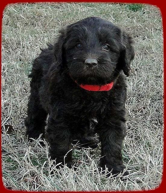 TH pups 5.5 wks old 33