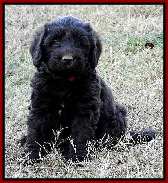 TH pups 6 wks old 1