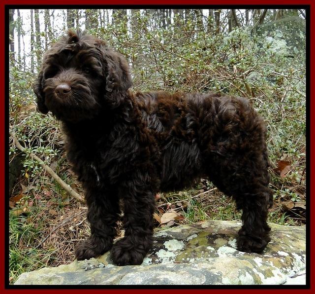 TH pups 8 wks old 72