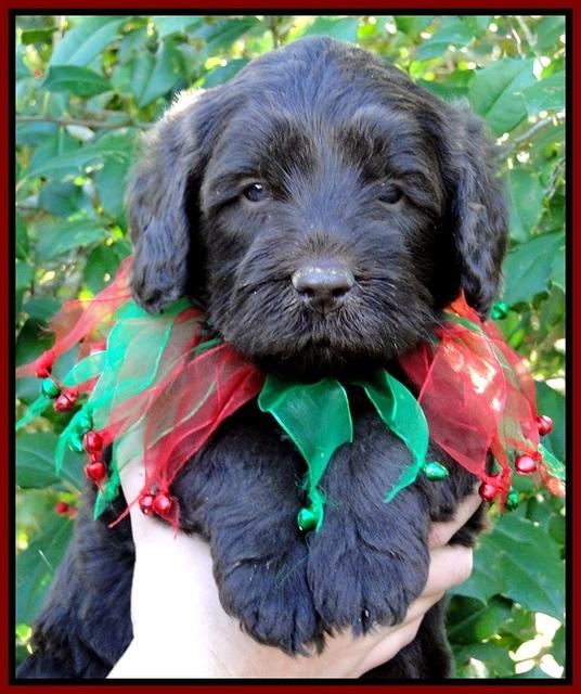 Th pups 5 wks old 2
