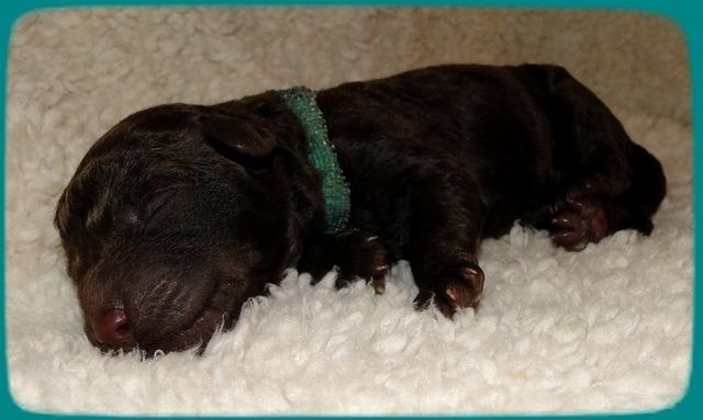 TH pups 1 day old 16