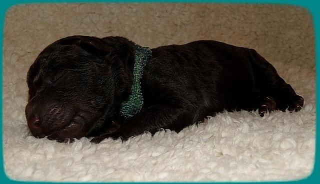TH pups 1 day old 18