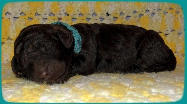 TH pups 1 wk old 15