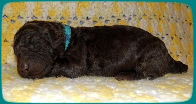 TH pups 1 wk old 16