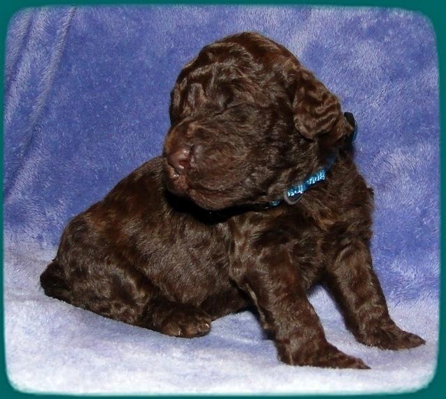 TH pups 2 wks old 16