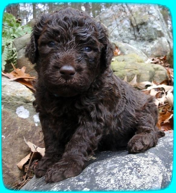 TH pups 3 wks old 15