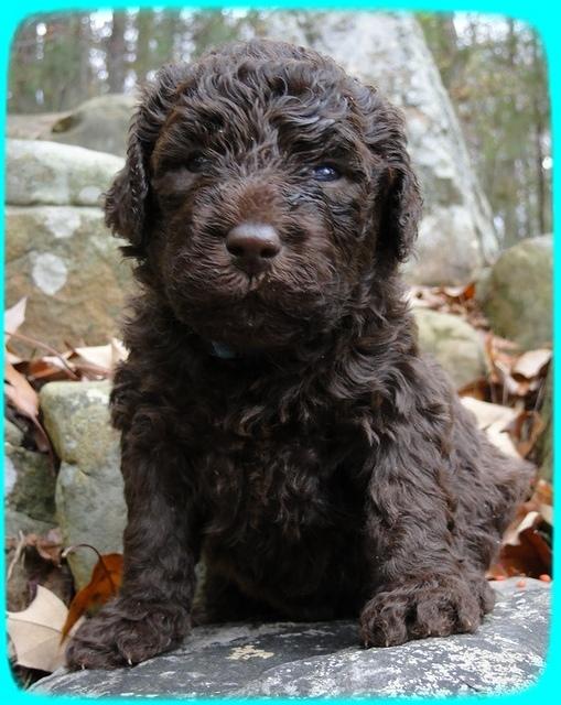 TH pups 3 wks old 16