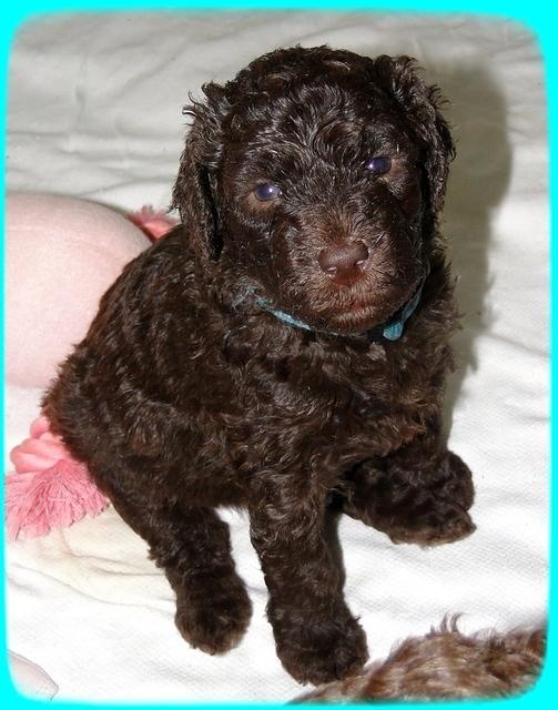 TH pups 3 wks old 60