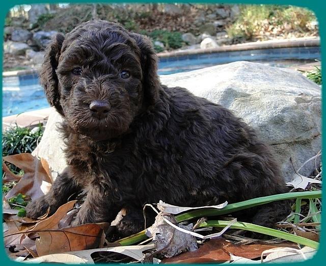 TH pups 4 wks old 17