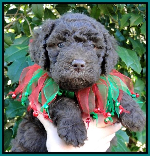TH pups 5 wks old 21