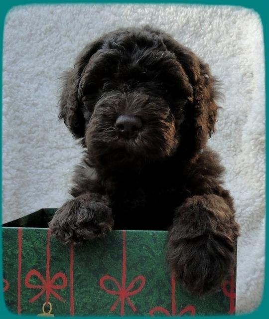 TH pups 5 wks old ab 6