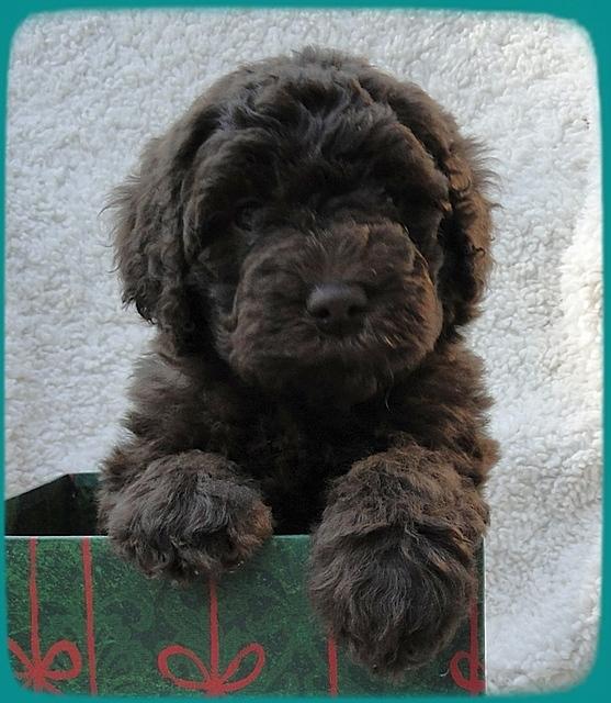 TH pups 5 wks old ab 7