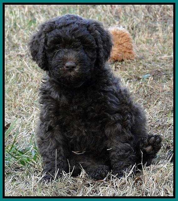 TH pups 5.5 wks old 60