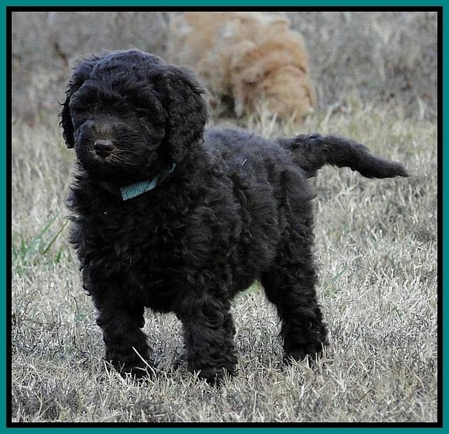 TH pups 6 wks old 6