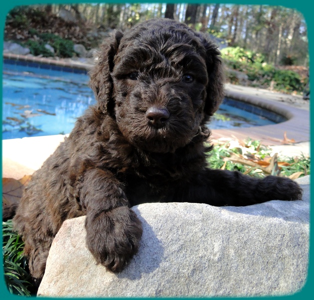 Th pups 4 wks old 19